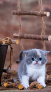 Image of a British Shorthair kitten.