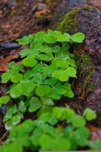 Image of clover growing between two logs.