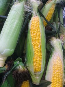 Image of an ear of corn.