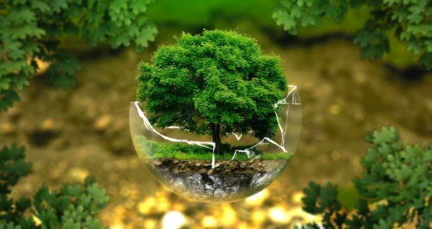Image of a tree growing inside of a glass globe.