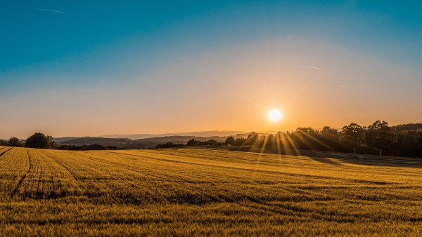 Image of a field with a sunrise in the background. 
