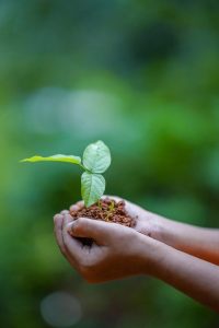 Image of two hands holding a tree seedling.