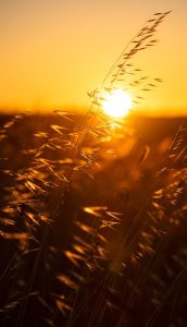 Image of the sun behind a wheat stalk.,