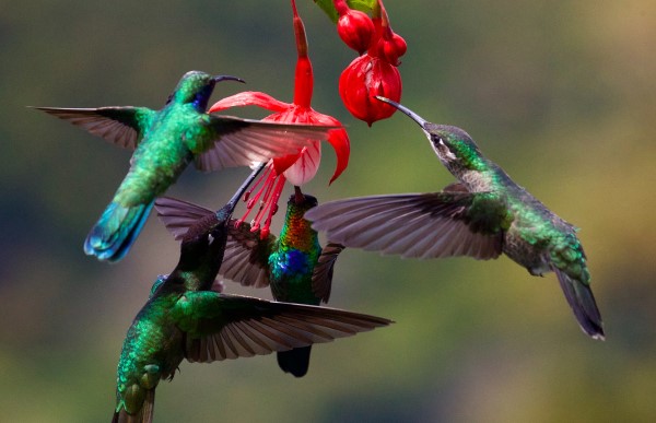 Image of a group of hummingbirds in flight. 