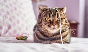 Image of a cat with a piece of string on its head.