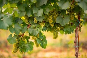 Image of white grapes on the vine. 