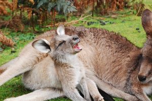 Image of a baby wallaby.