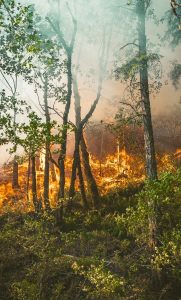 Image of a forest fire. 