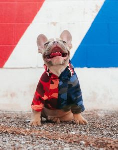 Image of a small dog smiling against a red, white, and blue background.