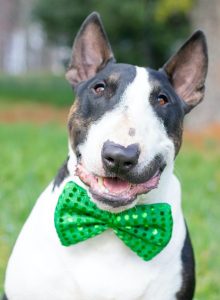 Image of an English Pit Bull wearing a green bow tie.