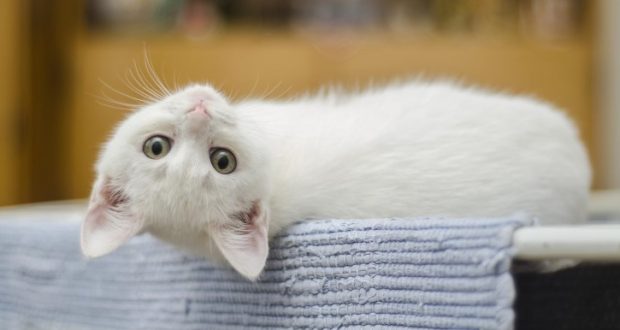Image of an upside down kitten.