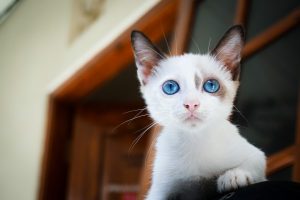 Image of a kitten with very blue eyes.
