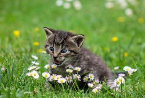 Image of a kitten eating a dandelion.