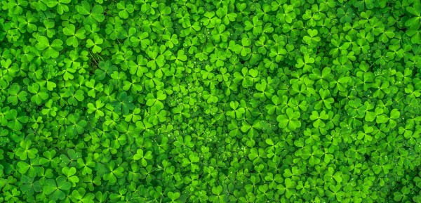 Image of a field of clover.