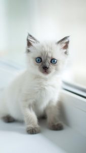 Image of a kitten.