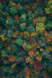 Image of a forest of brightly colored trees, shot from above. 