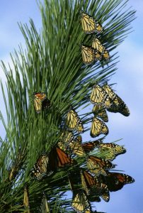 Image of a group of monarch butterflies on a pine tree. 