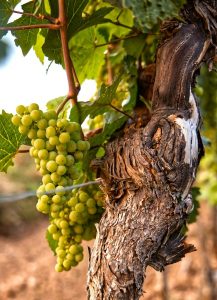 Image of white grapes growing on a vine. 