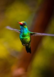 Image of a hummingbird. 