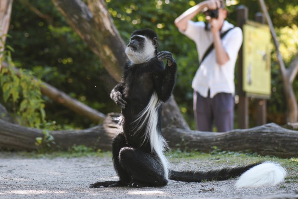 Image of a colobos monkey.