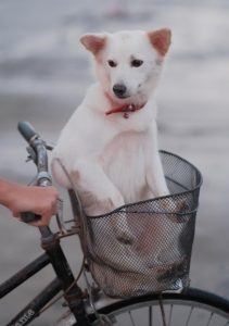 Image of a dog in a bicycle basket.