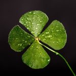 Image of a four leaf clover.