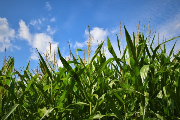 Image of a corn field. 