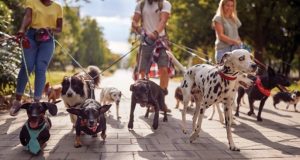 Image of a large group of dogs being walked on leashes.