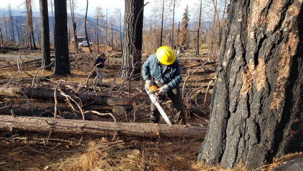 Image of a volunteer cutting up a dead log. 