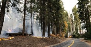 Image of a small wildfire burning next to a road through the forest.