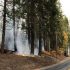 Image of a small wildfire burning next to a road through the forest.