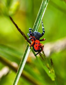 Image of a black and red spider.