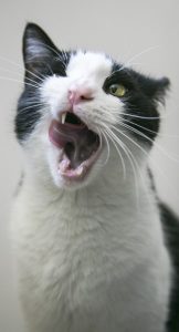 Image of a cat yawning.