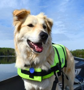 Image of a dog wearing a life vest. 