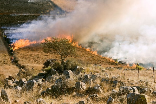 Image of a controlled burn brush fire. 