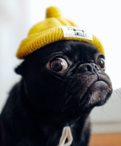 Image of a black pug dog in a yellow cap.