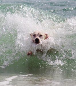 Image of a dog surfing in a wave. 