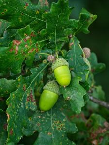 Image of green acorns. 