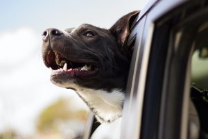 Image of a dog with its head out of a car window. 