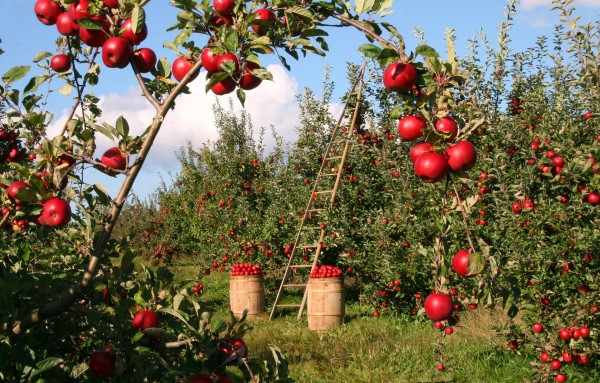 Image of an apple orchard. 