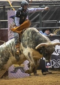 Image of a bull rider riding a bull in a rodeo. 