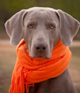 Image of a Weimaraner wearing an orange scarf. 