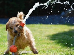 Image of a dog playing with a garden hose.