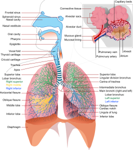 Image of a drawing of the human lung. 