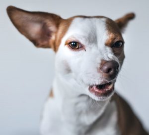 Image of an funny looking angry dog. 
