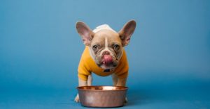 Image of a puppy eating out of a bowl.