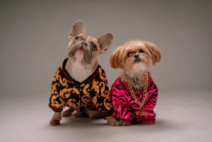 Image of two dogs dressed up in fancy shirts. 