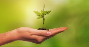 Image of person holding an oak tree seedling.