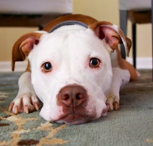 Image of a pit bull looking into the camera. 