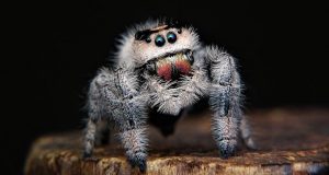 Image of a very hairy spider.